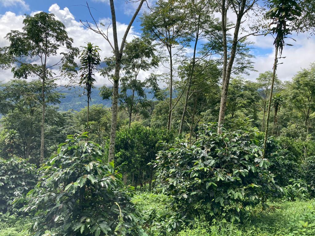 GAIA LAVADO (HONDURAS)