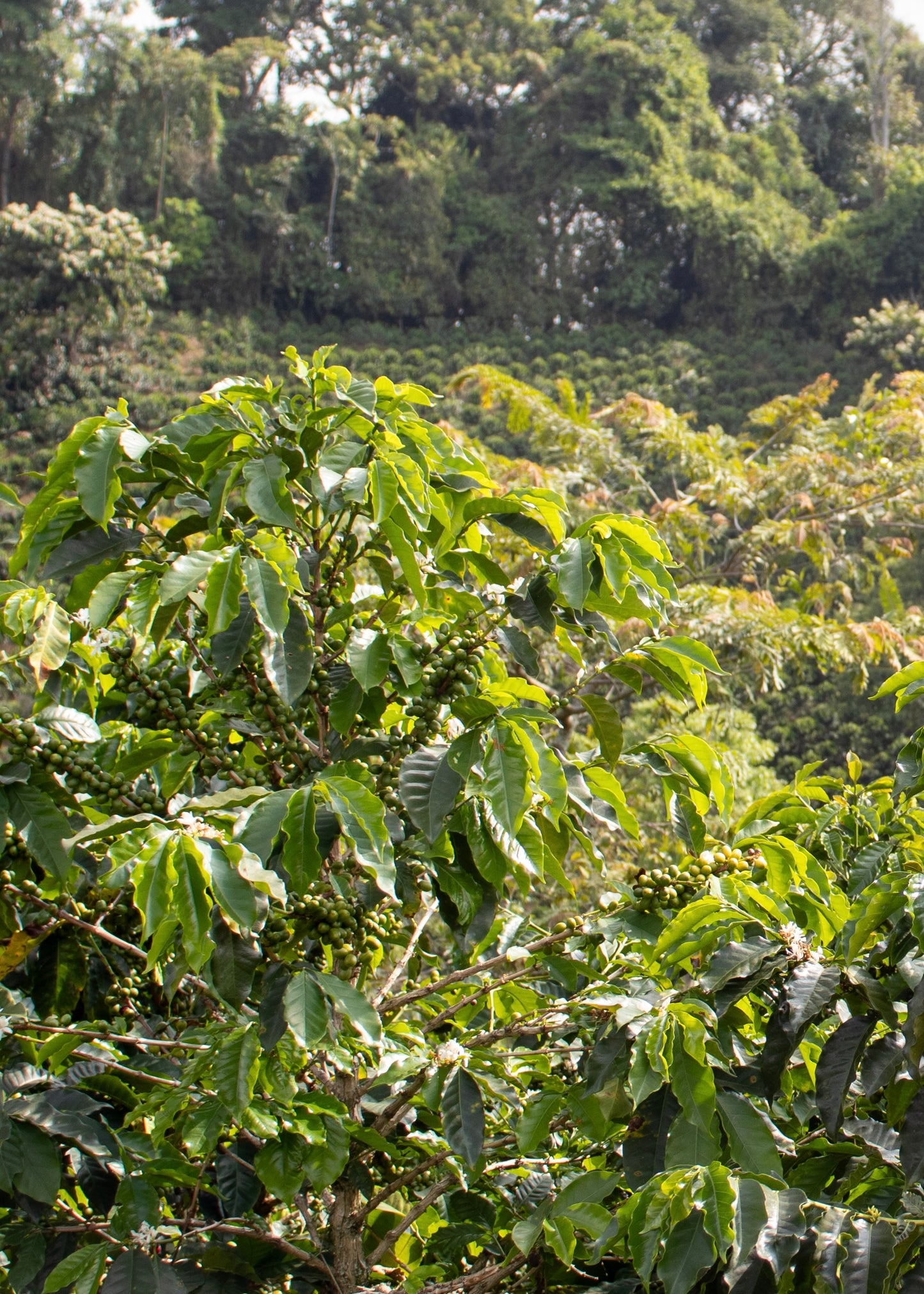 GESHA LAVADO (COLOMBIA)